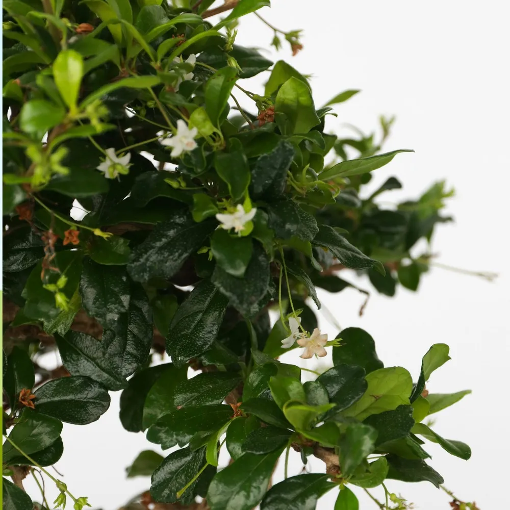 Bonsaï - carmona microphylla - hauteur 25-30cm - ⌀15cm
